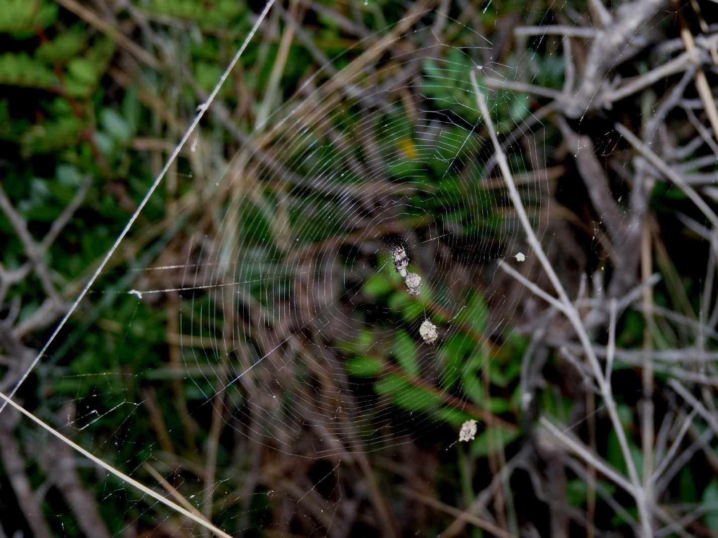 Gli astuti Argyrodes